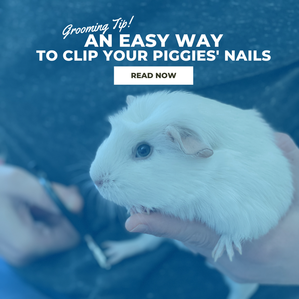 How to Cut Guinea Pig Nails