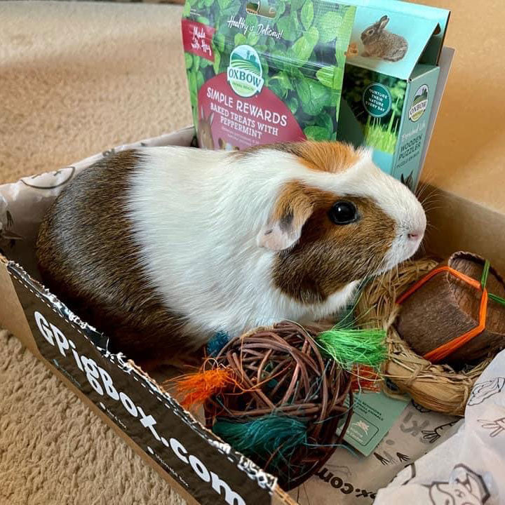 guinea pig inside gpigbox