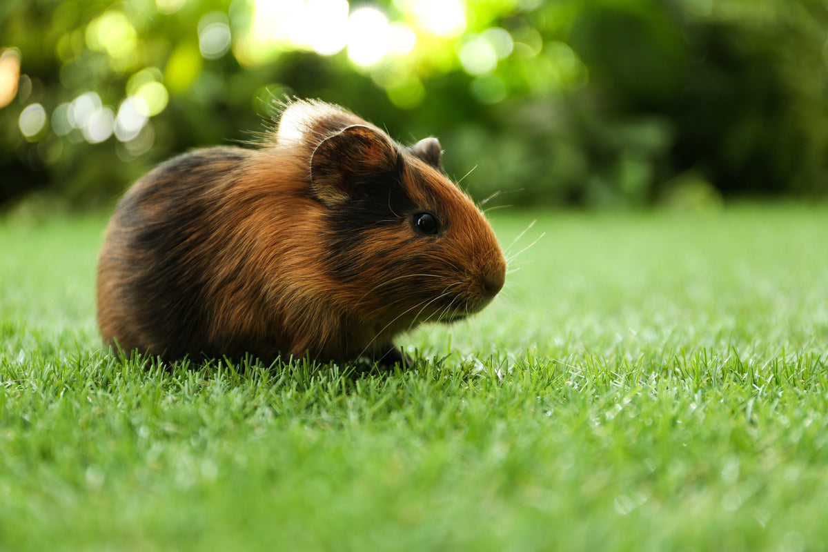 slider image slider_item_padwEp