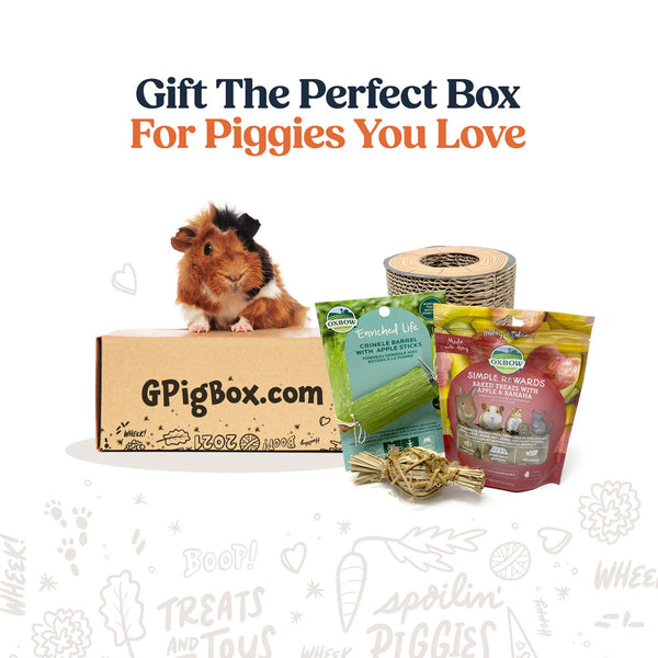 ギニーピッグ GINT PIGGU THE COMPLETE 4枚組 Gift a Box - Monthly Subscription Box | GPigBox