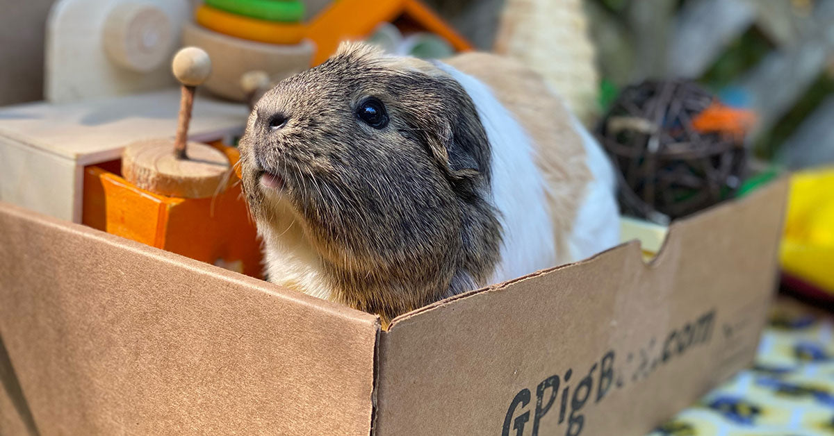 GPigBox.com - Monthly Guinea Pig Subscription Box USA