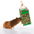 guinea pig eating hay from apple stick hay feeder