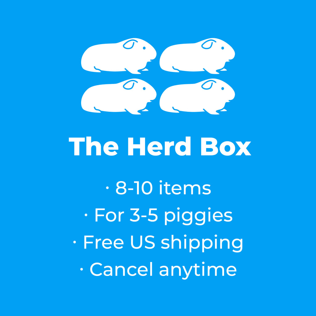 guinea pig subscription herd box informaton