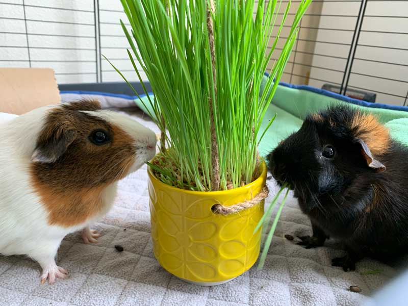 guinea pigs eating wheatgrass