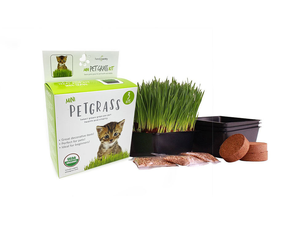 wheatgrass grow kit with seeds, pot and soil pucks